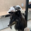 왈왈이애견카페웨스턴돔점 이미지