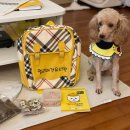 멜리애견유치원 이미지