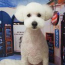 펫토피아미용실 이미지