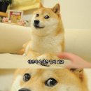 산야초 닭한마리 이미지