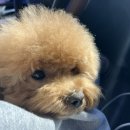 댕댕이발소 이미지