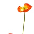 플로라여성의원 이미지