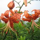 안개방 영감 ⚘⚘ 산개나리꽃 이미지