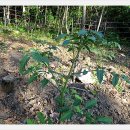 덕현농장 이미지