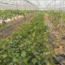 참나무골농장 이미지