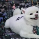 돌리샵 네이버블로그