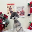 비마인 독 이미지