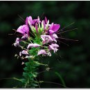 채송화농장 이미지