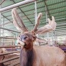 사슴자연방목장 이미지