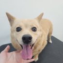 애견미용 이미지