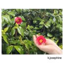 동굴에 평화의 동백이 이미지