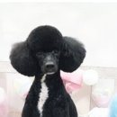 써니애견 미용실 이미지