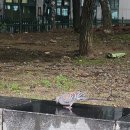 강촌공원 이미지