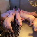 브라질: 생산량 급증으로 과잉 공급 발생, 미나스제라이스 지역 마진 압박 심화 이미지