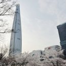 호숫가의 하얀집 | 동네주민 석촌호수 벚꽃축제 4/1 실시간 개화상황 90% 만개 데이트코스 추천