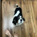 애니멀 쉐프 이미지