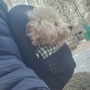 니드펫