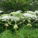 자이안트 이미지