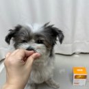 더셀주 이미지