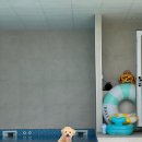 플러피 애견 풀빌라 이미지