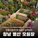 영산정기시장 | 전통시장의 정겨움이 살아있는 창녕 영산오일장