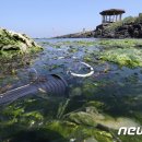 파리 들끓고 악취 풀풀 파래 습격에 제주 몸살 이미지