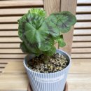 그린마멀레이드 이미지