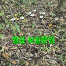 동행상조