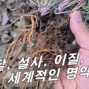 [이질풀, 현초] 이질, 설사, 복통, 식중독에 세계적인 명약 ㅇㅇ환 주원료로 가정 상비약으로 준비하세요. 이미지