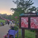 뜨레봉닭강정치킨 | 오산 장미빛 축제 후기｜생각보다 규모가 컸던 오산 장미축제