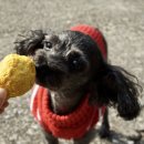 멍냥이방앗간 이미지