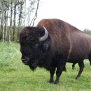 버팔로 이미지