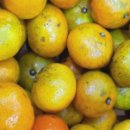 김정현 농장 이미지