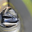 봉낚시터 이미지