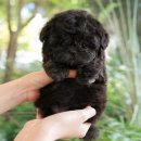 미유펫 강아지분양 고양이분양 부천점 이미지