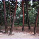 소나무풍경 이미지