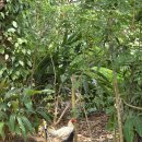 중사지농장 | 탄자니아 잔지바르 여행 ③ 잔지바르 향신료 투어 후기, 가격, 예약 방법, 소요시간