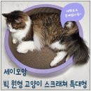 뚱냥이네 | 세이오앙 빅 원형 고양이 스크래쳐 특대형 솔직 후기 🐾 대형묘, 뚱냥이도 넉넉해요.