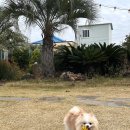 라라피포 제주 이미지