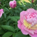 Peony(피오니)