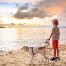 원산도비치캠핑장 이미지