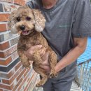 도도하개 이미지