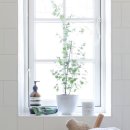 여름식물 인테리어 이미지