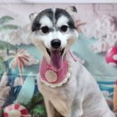 꿈꾸는강아지 이미지