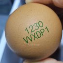 오탄농장 | 오탄 농장 자연방사 동물복지 인증 무항생제 유정란[난각 1번]/건강한 달걀