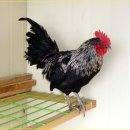 삼례시장 이미지