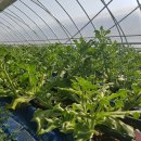 인철농장 이미지