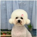 구름이네 애견미용 이미지