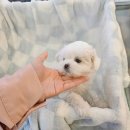 도그마루 강아지고양이 청주점 | 도그마루 강아지고양이 청주점, 청주고양이분양으로 나의 첫 반려동물과의 만남을 이루다