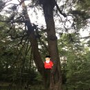 광천리 | 강원도 영월 가볼만한곳 청령포 단종 유배지 방문 후기